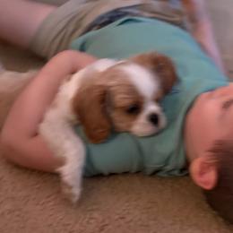 Cavalier King Charles Spaniels and Poodles from Ellis Crown Cavaliers