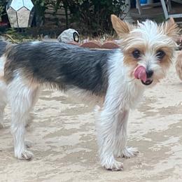 Lucy - Yorkshire Terrier