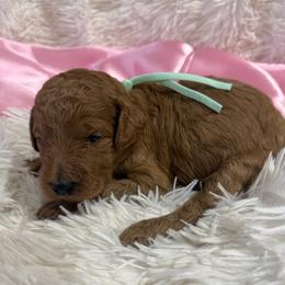 Mint girl - Red  female Poodle puppy in Bowling Green, Kentucky from Ritzy Red Poodles