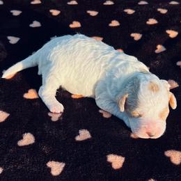 Cupcake - Blenheim female Cavapoo puppy in Fort Worth, Texas from Creekwood Miniature Cavapoos