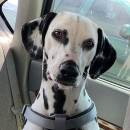 Moxie - Dalmatian