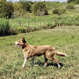 CANE - Border Collie