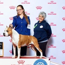 American Staffordshire Terriers from Buckeye Amstaffs
