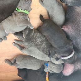 Cane Corso Puppies from True Love Cane Corso