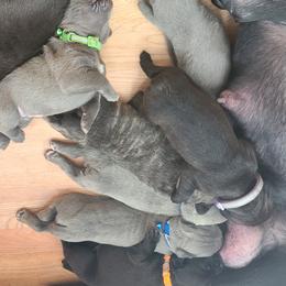 Cane Corso Puppies from True Love Cane Corso