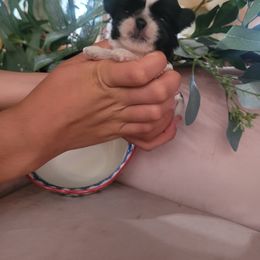 Girl 2 - female Shih Tzu puppy in Ontario, Oregon from Keeper of the Stars