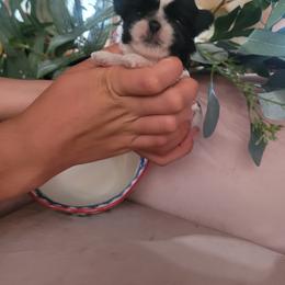 Girl 2 - female Shih Tzu puppy in Ontario, Oregon from Keeper of the Stars