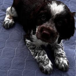Red Collar Boy - Liver white and roan male English Springer Spaniel puppy in Collins, Georgia from English Springer Spaniels at Lands Lodge