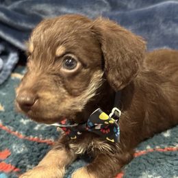Walter - Chocolate and tan male Dachshund puppy in Hutchinson, Kansas from Dappled Danes