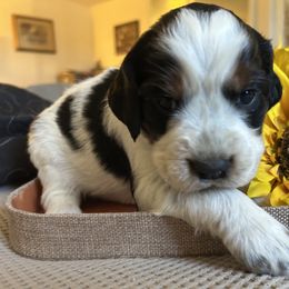 Girl 4 - Black white and tan female English Springer Spaniel puppy in Las Vegas, Nevada from Legacy
