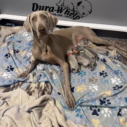 Blue Female - Blue female Weimaraner puppy in Riverside, Utah from Blue Phantom Kennels