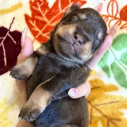 Girl 2 - Liver female Miniature Schnauzer puppy in Fredericksburg, Virginia from Liver Legends