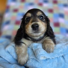 Boggle - Black and cream male Dachshund puppy in Grants Pass, Oregon from vom Treuen Wachter