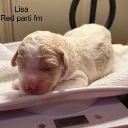 Lisa - Parti female Poodle puppy in Washington, Pennsylvania from Patriotic Poodles