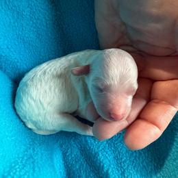 Boy 3 - Cream male Goldendoodle puppy in Kearneysville, West Virginia from Daydreamer