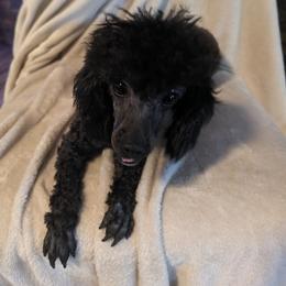 Xena - Poodle