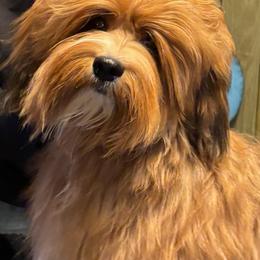 Reign - Havanese