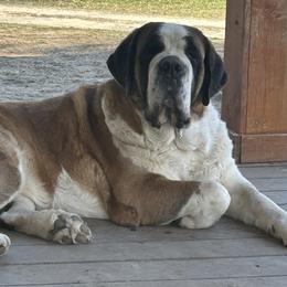 Champagne - Saint Bernard