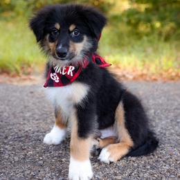 Huntsman - Black tri-color male Australian Shepherd puppy in Georgetown, Texas from River Reign Australian Shepherds