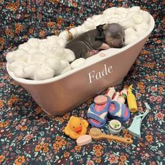 Fade - male American Hairless Terrier puppy in Marietta, Georgia from Black Tie Danes and Sleek Society AHT