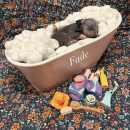 Fade - male American Hairless Terrier puppy in Marietta, Georgia from Black Tie Danes and Sleek Society AHT