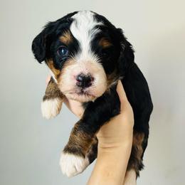 Emma - Tri-color female Bernedoodle puppy in Auburn, Indiana from Martin’s Doodles