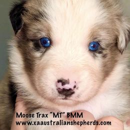 Boy 4 - MOOSE TRAX "MT" - Blue merle Australian Shepherd puppy in Gowen, Michigan from XA AUSTRALIAN SHEPHERDS