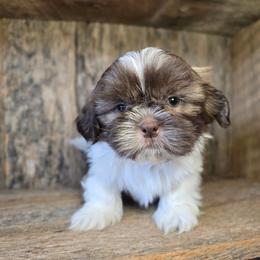Brutus - Liver and white male Shih Tzu puppy in Mountain Grove, Missouri from Precious Puppies