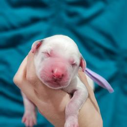 Nyx - White and black female Dalmatian puppy in Gray, Georgia from Fuller Spots