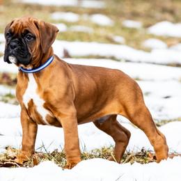 Puppy 4 - Fawn male Boxer puppy in Perry, Michigan from Boxer Boulevard