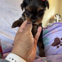 Sussy - Black and tan female Yorkshire Terrier puppy in Ocala, Florida from Yorkie  And Shih Tzu Love
