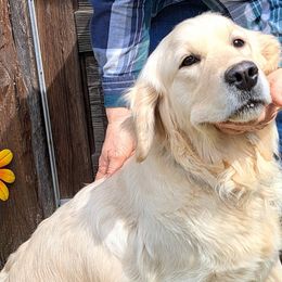 Heidi - Golden Retriever