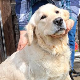 Heidi - Golden Retriever