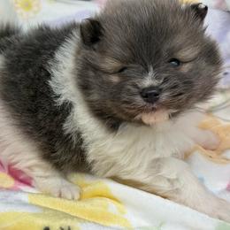 Nemo - Blue parti male Pomeranian puppy in Newark, Ohio from Keeperofstars Pomeranians