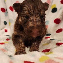 Jasper - Liver female German Shepherd puppy in Los Lunas, New Mexico from Mali's German Shepherds
