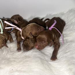 Girl 7 - female Goldendoodle puppy in Waskom, Texas from Pearls & Curls doodles & poodles