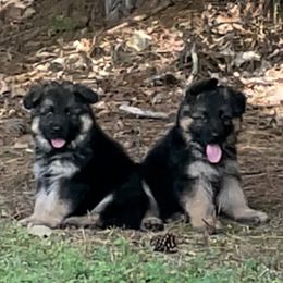 German Shepherd puppies from Southern Lakes German Shepherds