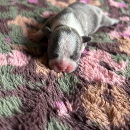 Boston Terrier Puppies from Smith Sister Kennels