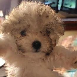 Bellarina - Cream female Maltipoo puppy in Pine Grove, Pennsylvania from Cathy Burns