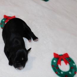 Boy 2 - Black male Miniature Schnauzer puppy in Santa Ana, California from Thehood_weenies