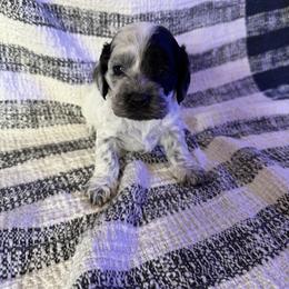 Girl 3 - Black and white female Cockapoo puppy in Joplin, Missouri from Double J Cockapoos