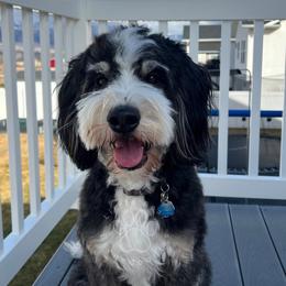 Rosie - Bernedoodle