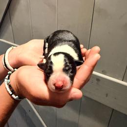 Tinker - Black and white female Border Collie puppy in North Lakeport, California from Wild Rose Ranch