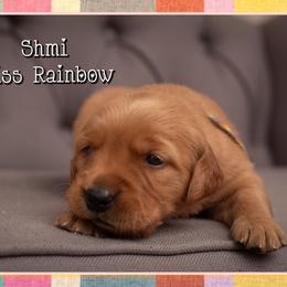Shmi - Dark golden female Golden Retriever puppy in Driggs, Idaho from SK Golden Retrievers
