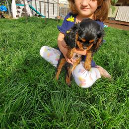 Cavalier King Charles Spaniel Puppies from Lucia's Cavalier King Charles Spaniels