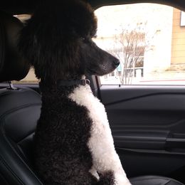 Poodles from Ryan Casey's Standard Poodles