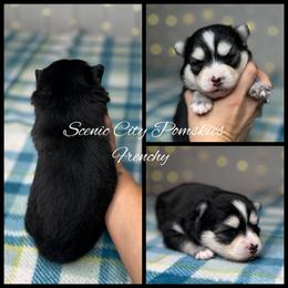 Frenchy - Black and white female Pomsky puppy in Rossville, Georgia from Scenic City Pomskies