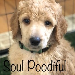 Gusty (forest-green collar) - Poodle puppy in Burley, Idaho from Soul Poodiful