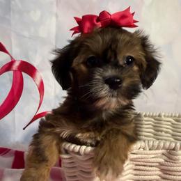 Amore - Red sable female Havanese puppy in Clermont, Florida from Country Sweet Havanese and Creative Coaching