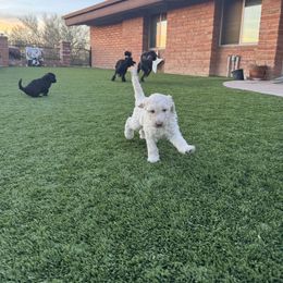 Goldendoodle Puppies from Arizona Doodles